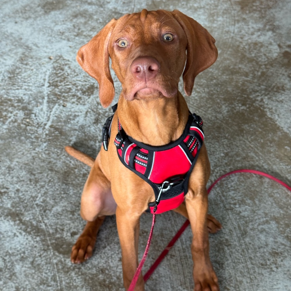 Rabbitgoo No Pull Dog Harness
